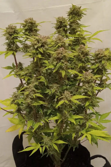 Mexican Airlines Auto Feminised FastBud Seeds - 3