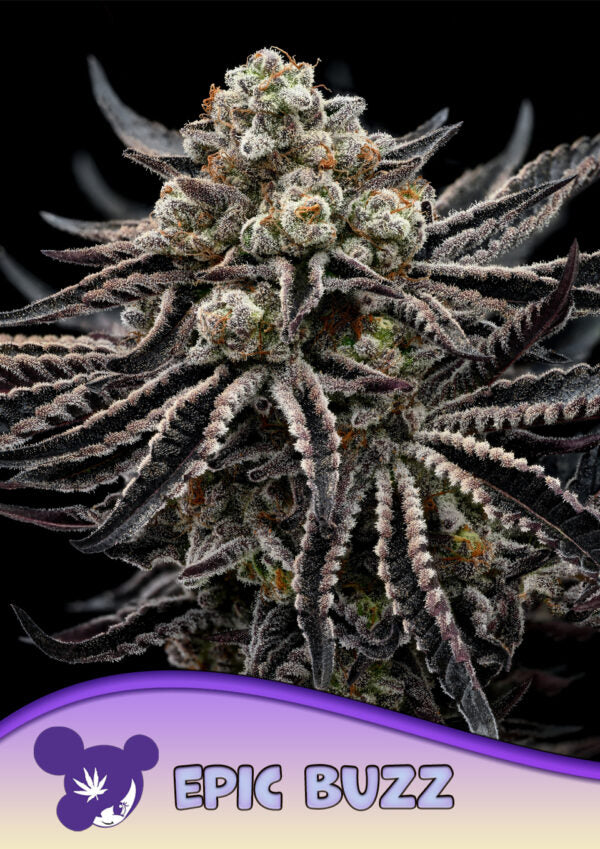 Epic Buzz Auto