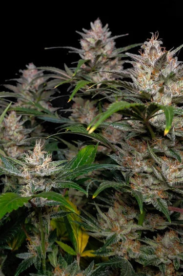 Pineapple Express Auto Feminised FastBud Seeds - 3