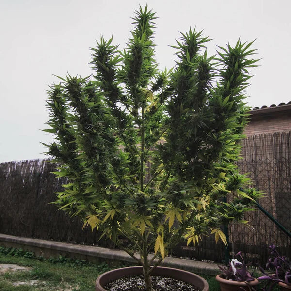 Royal Gorilla Feminised Seeds - 3