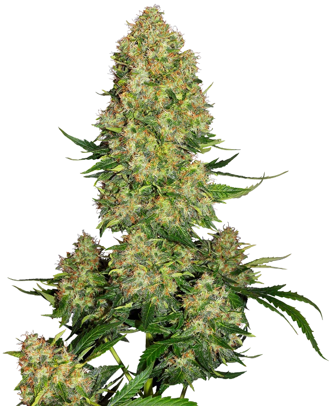 Skunk #1 Auto Feminised Seeds - Sensi Seeds