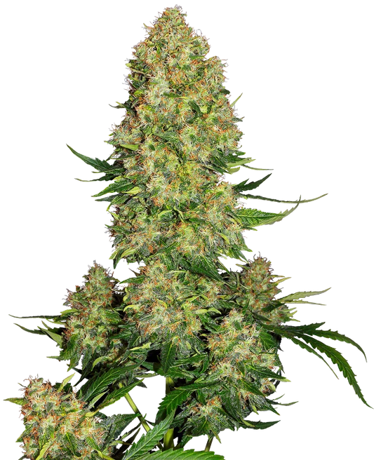 Skunk #1 Auto Feminised Seeds - Sensi Seeds