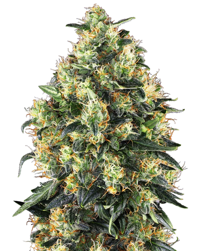 Super Skunk Auto Feminised Seeds - 3