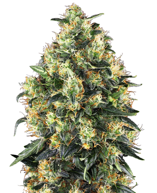 Super Skunk Auto Feminised Seeds - 3