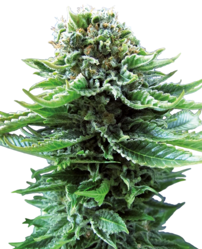 Northern Lights Auto Feminised Seeds - SENSI SEEDS