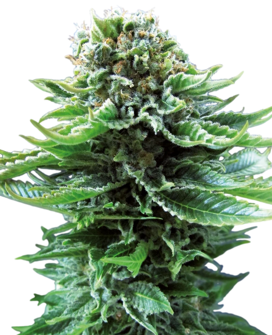 Northern Lights Auto Feminised Seeds - SENSI SEEDS