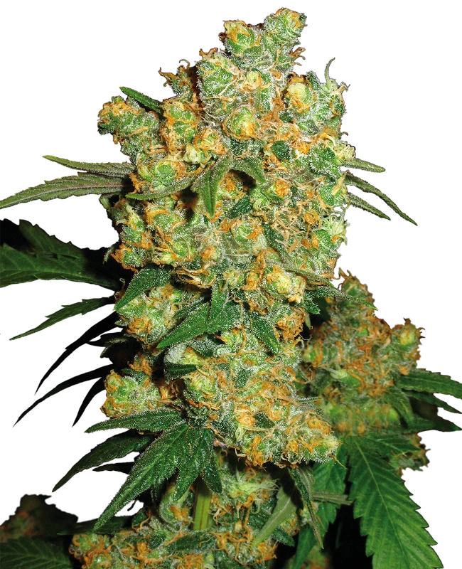Big Bud Feminised Seeds - SENSI SEEDS