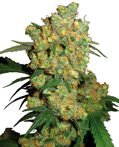 Big Bud Feminised Seeds - SENSI SEEDS