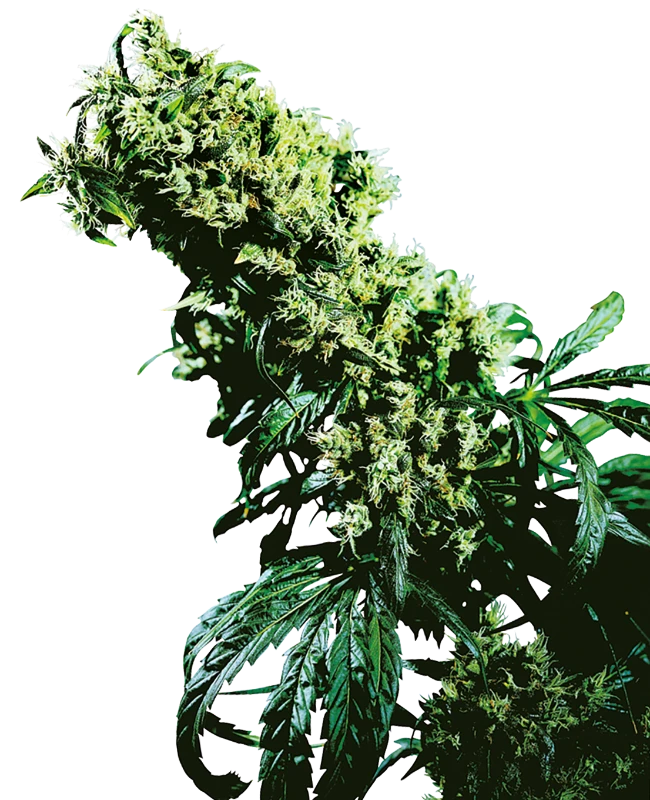 NL#5 x Haze Feminised Seeds - Sensi Seeds