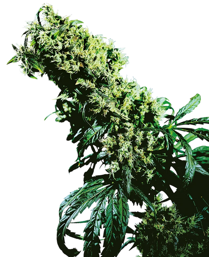 NL#5 x Haze Feminised Seeds - Sensi Seeds