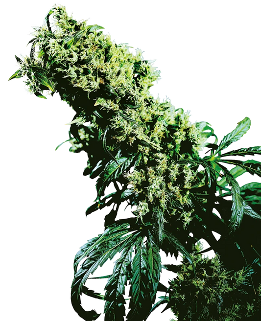NL#5 x Haze Feminised Seeds - Sensi Seeds