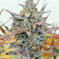 Pineapple Express Auto Feminised  FastBud Seeds - 3