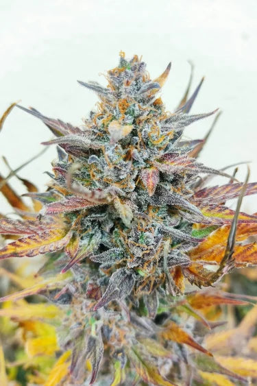 Pineapple Express Auto Feminised  FastBud Seeds - 3