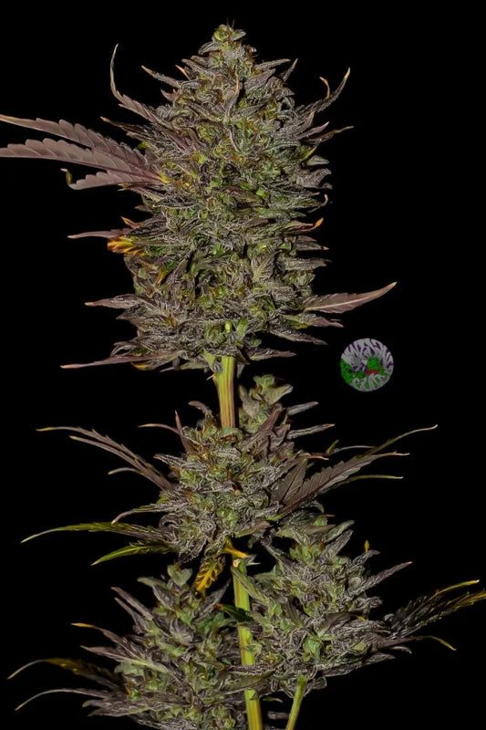 Mexican Airlines Auto Feminised  FastBud Seeds - 3