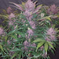 Blackberry Auto Feminised - FastBud Seeds - 3