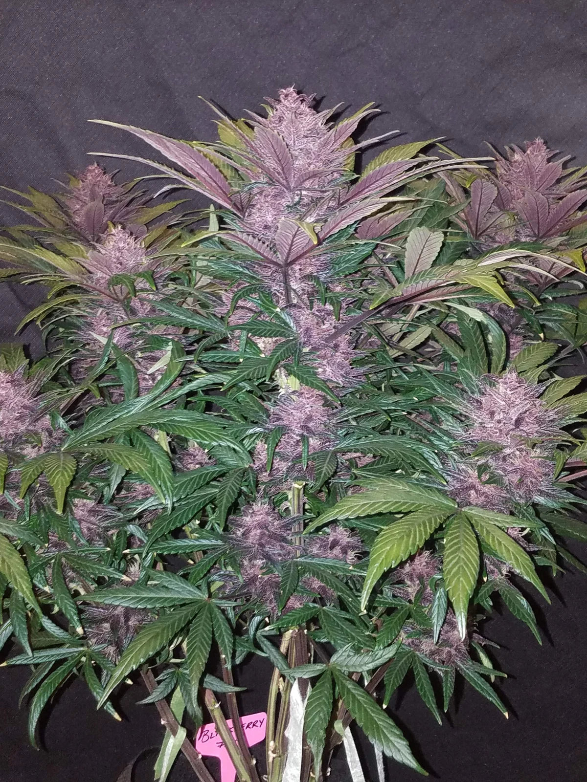 Blackberry Auto Feminised - FastBud Seeds - 3