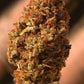 Mexican Airlines Auto Feminised  FastBud Seeds - 3
