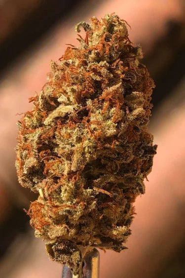 Mexican Airlines Auto Feminised  FastBud Seeds - 3