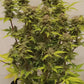 Mexican Airlines Auto Feminised  FastBud Seeds - 3