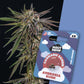 Ambrosia Kush Seeds - Full Season - Cali Seeds