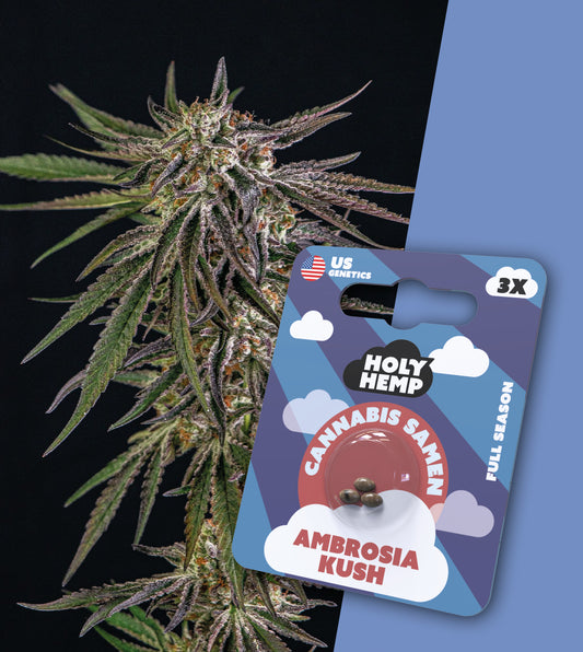 Ambrosia Kush Seeds - Full Season - Cali Seeds