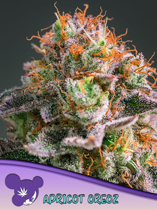 Apricot Oreoz Feminised
