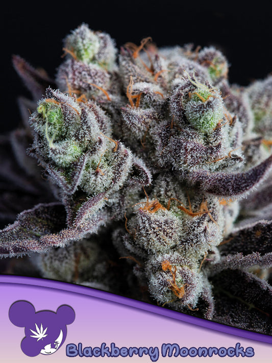 Blackberry Moonrocks® Feminised