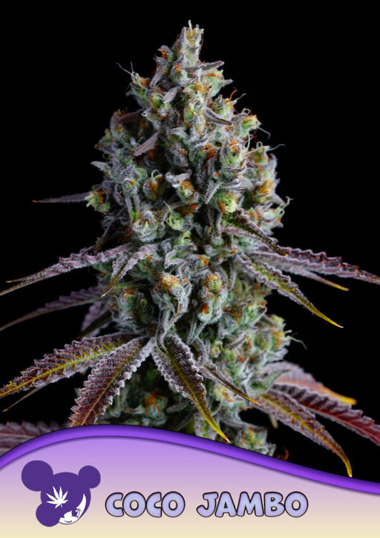 Coco Jambo Feminised Seeds