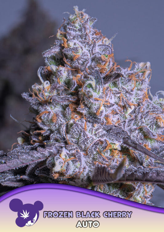 Frozen Black Cherry Auto Feminisiert