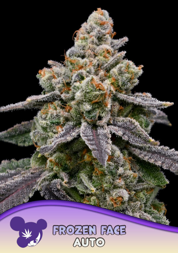 Frozen Face Auto