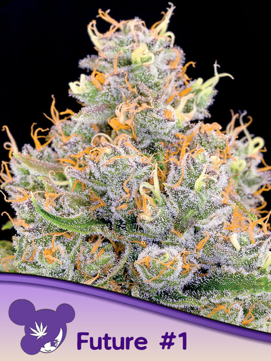 Future #1 Feminised Seeds