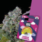Purple Amnesia - Automatic Cali Seeds