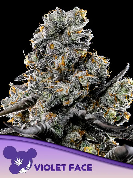 Violet Face Feminised Seeds
