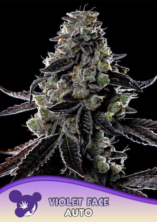 Violet Face Auto
