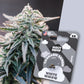WHITE WIDOW - Automatics - Cali Seeds
