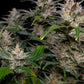 Pineapple Express Auto Feminised  FastBud Seeds - 3