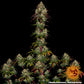 Amnesia Lemon Feminised Seeds - BARNEY´S FARM
