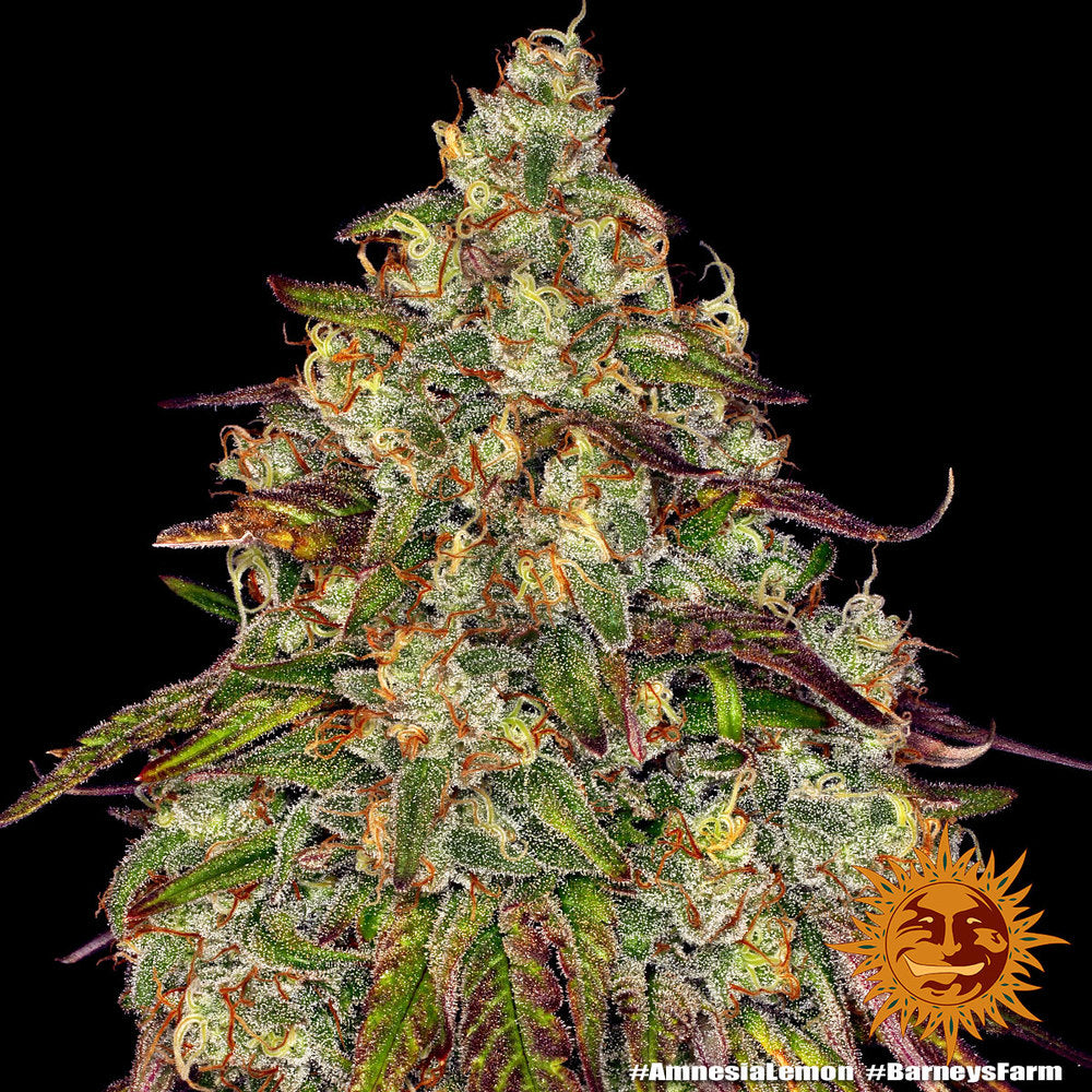 Amnesia Lemon Feminised Seeds - BARNEY´S FARM