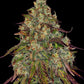Amnesia Lemon Feminised Seeds - BARNEY´S FARM