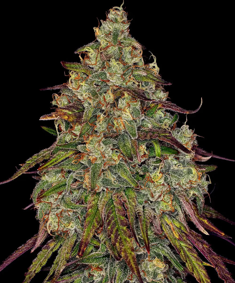 Amnesia Lemon Feminised Seeds - BARNEY´S FARM