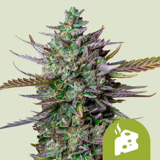 Blue Cheese Auto Feminised Seeds - 3