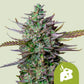 Blue Cheese Auto Feminised Seeds - 3