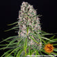 Blueberry Cheese Feminised Seeds - BARNEY´S FARM