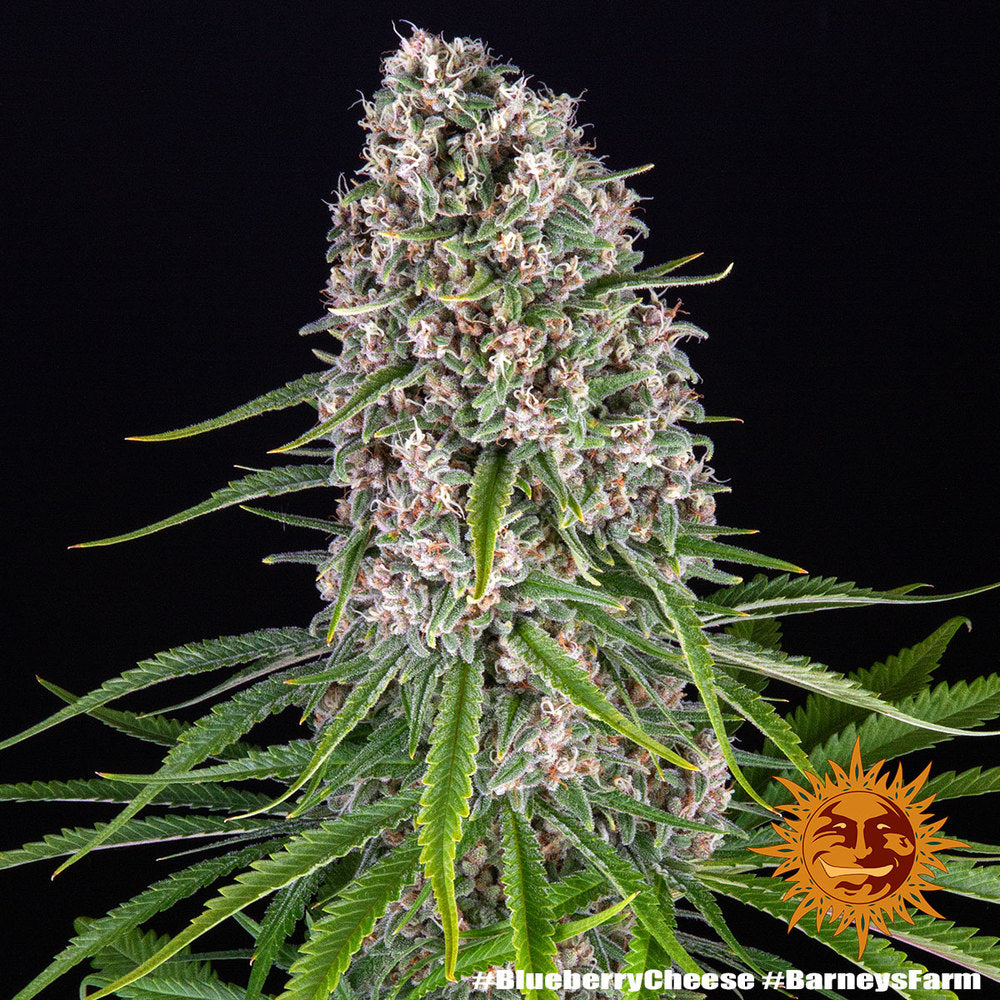 Blueberry Cheese Feminised Seeds - BARNEY´S FARM