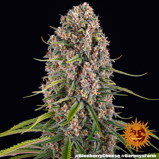 Blueberry Cheese Feminised Seeds - BARNEY´S FARM