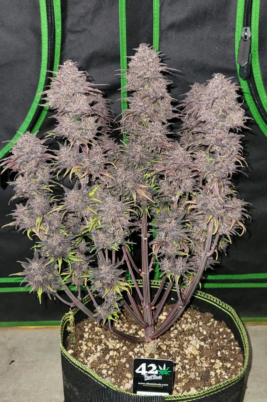 Blackberry Auto Feminised - FastBud Seeds - 3