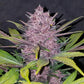 Blackberry Auto Feminised - FastBud Seeds - 3