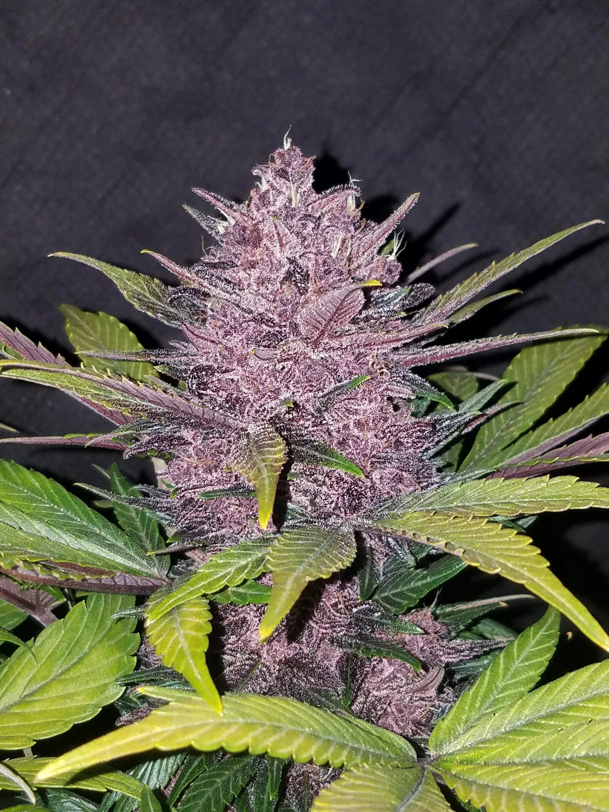Blackberry Auto Feminised - FastBud Seeds - 3