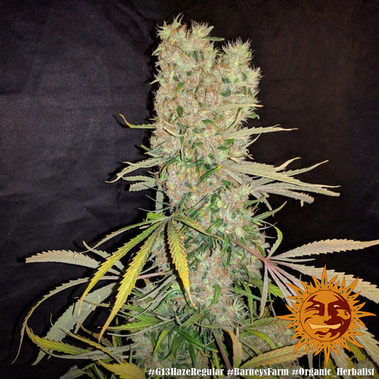G13 Haze Feminised Seeds - BARNEY´S FARM