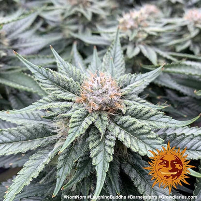 Laughing Buddha Feminised Barneys Seeds - 3